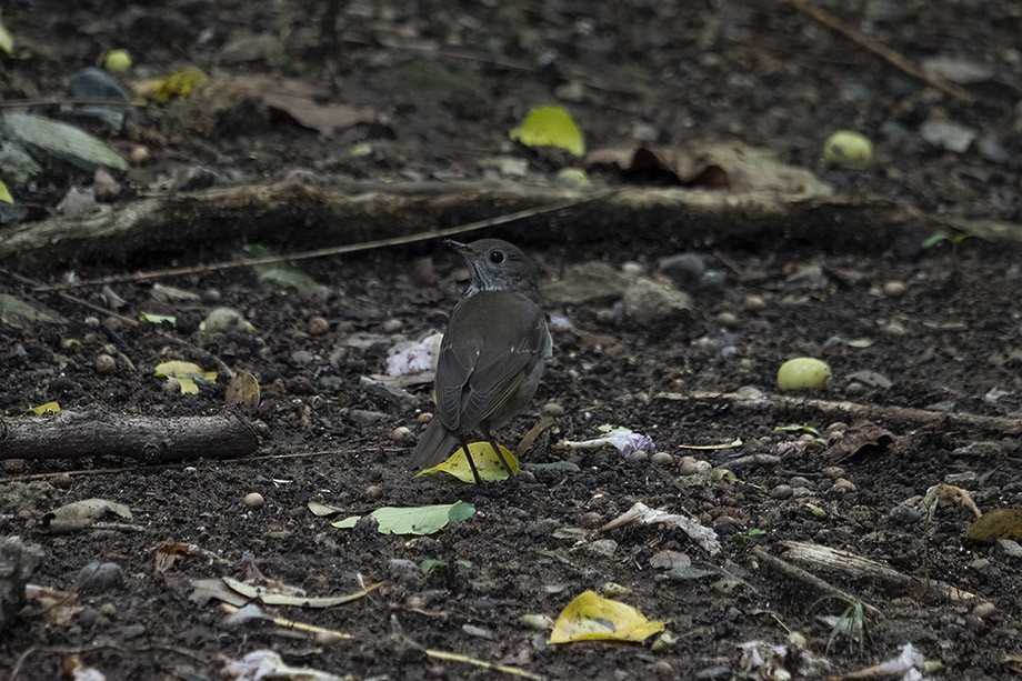 Gray-cheeked Thrush - ML610420928