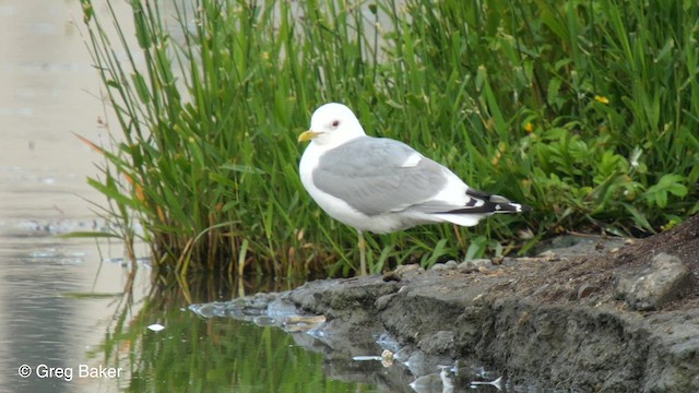 Short-billed Gull - ML610420945