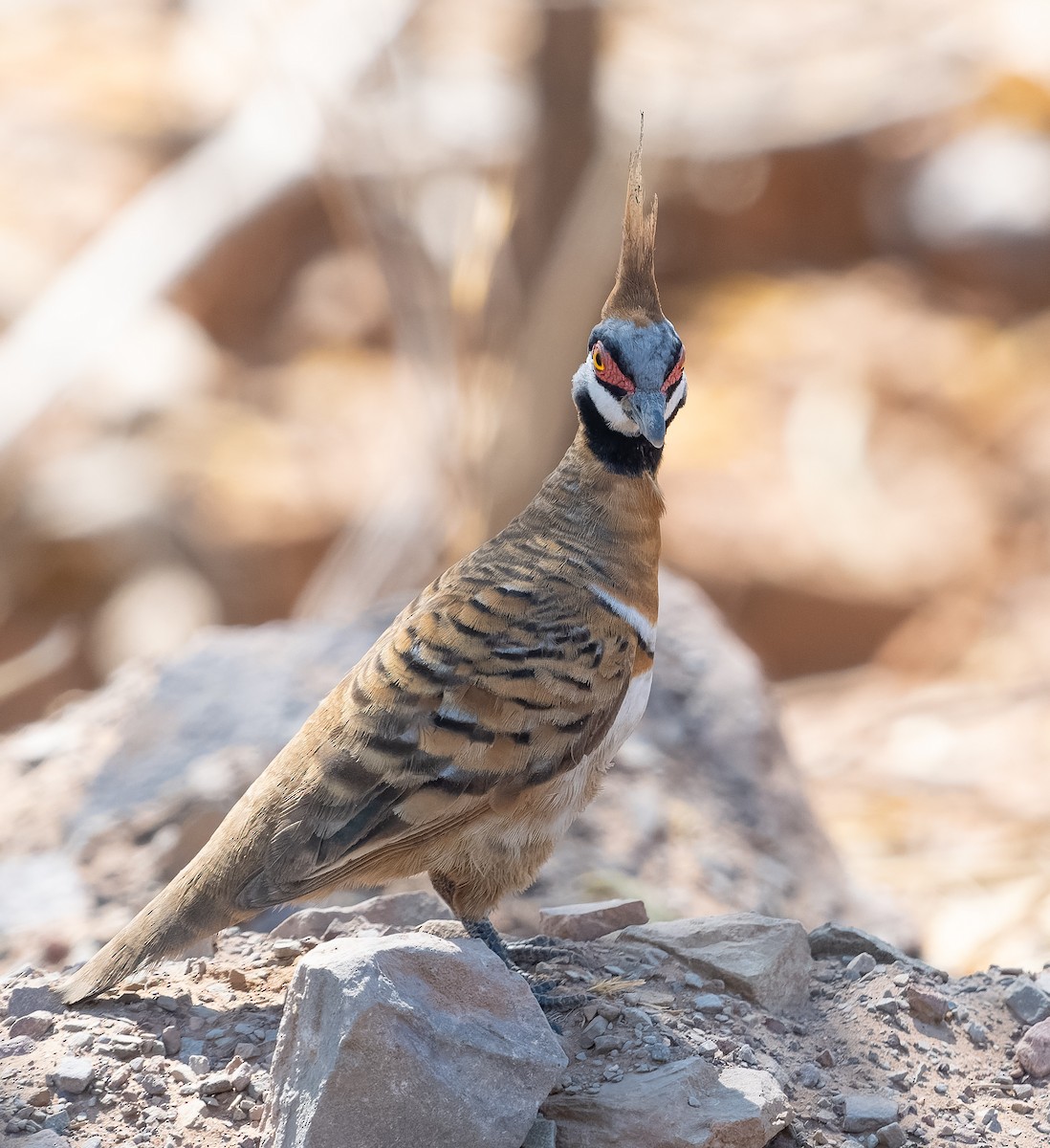 holub křepelčí (ssp. plumifera/leucogaster) - ML610420969