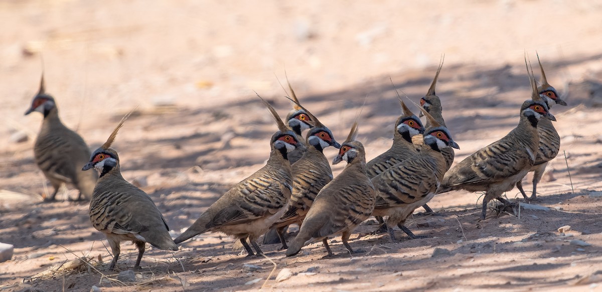 Spinifex Pigeon (White-bellied) - ML610420972