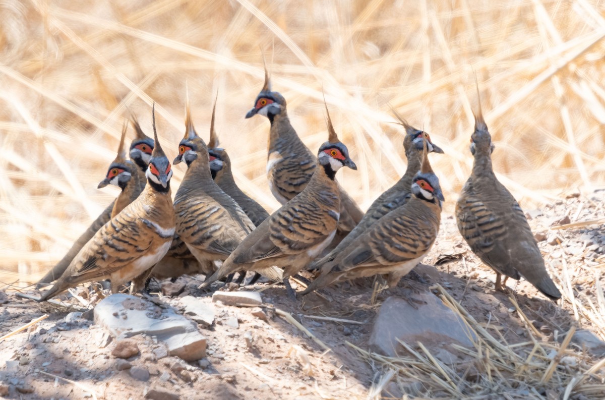 Spinifex Pigeon (White-bellied) - ML610420976