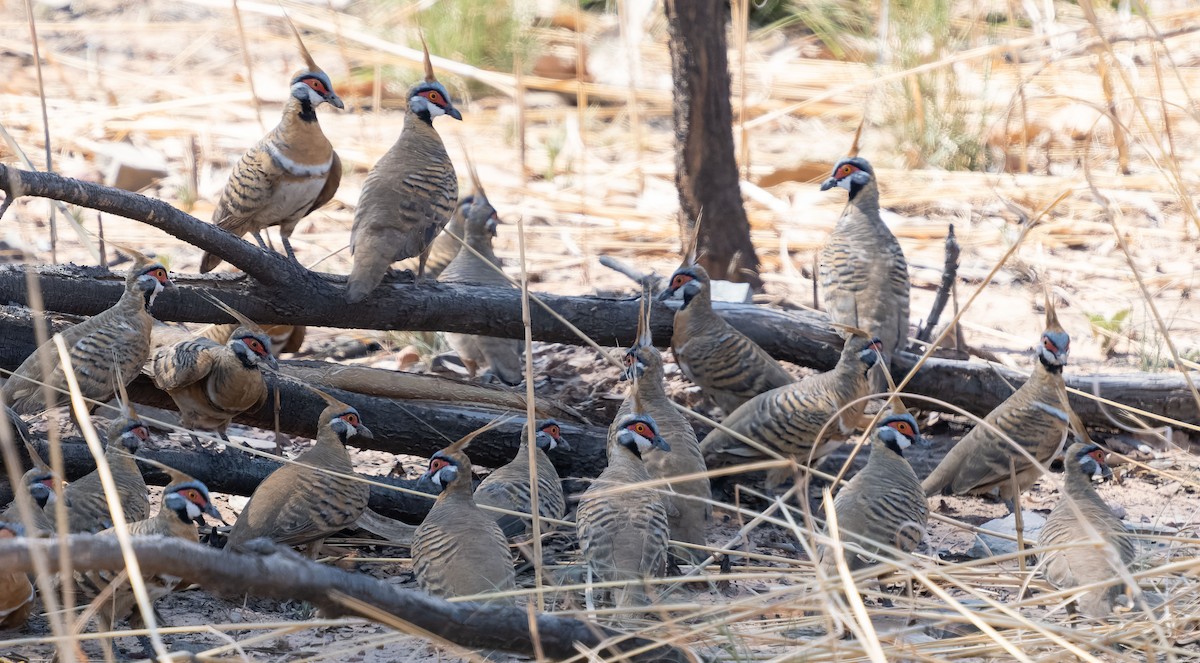 Spinifex Pigeon (White-bellied) - Simon Colenutt