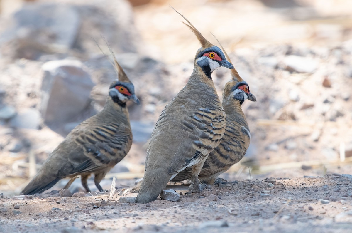 Spinifex Pigeon (White-bellied) - ML610420989