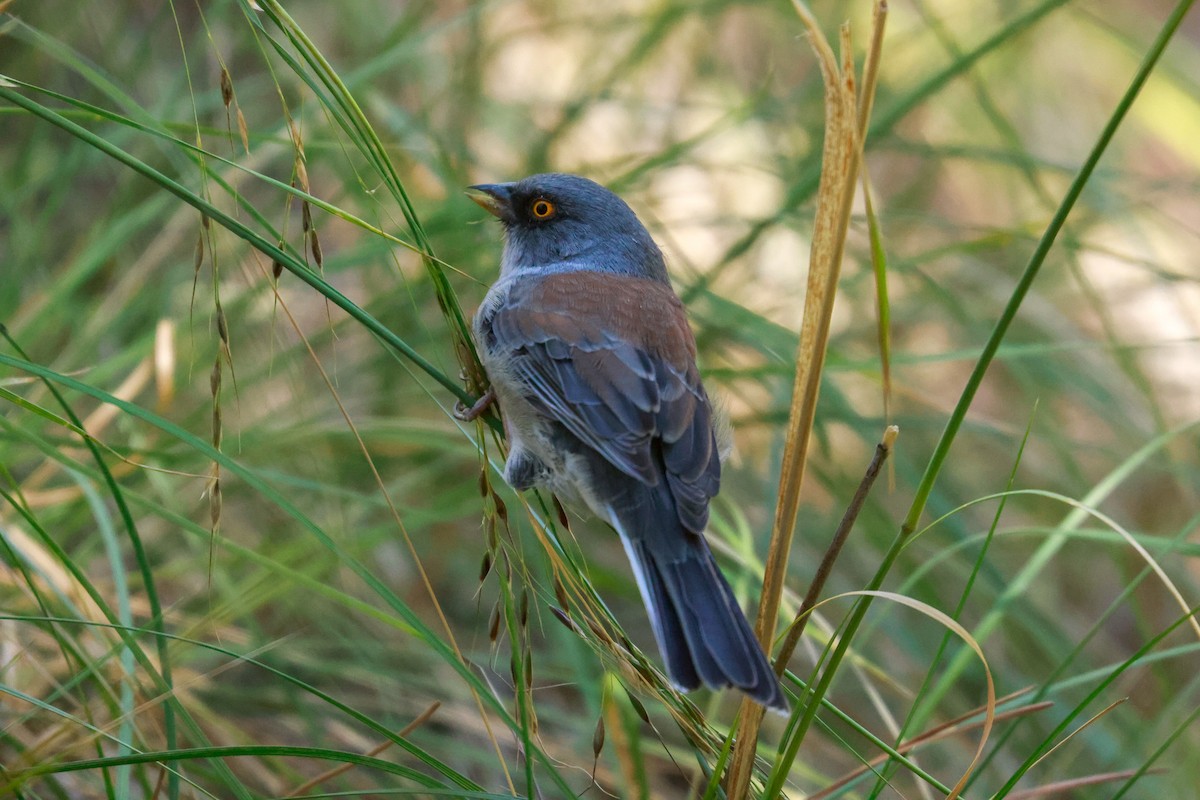 Junco aux yeux jaunes - ML610421044