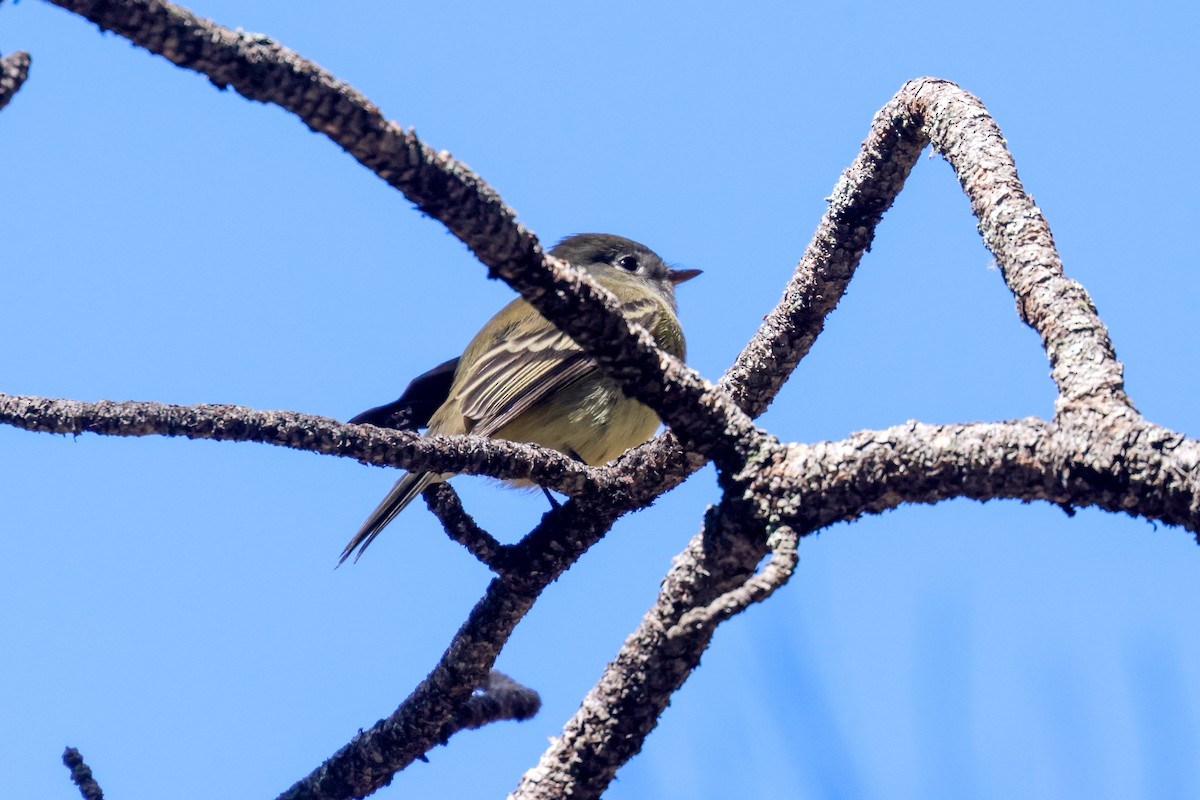 new world flycatcher sp. - Joey McCracken