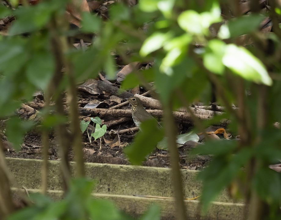 Swainson's Thrush - ML610421059