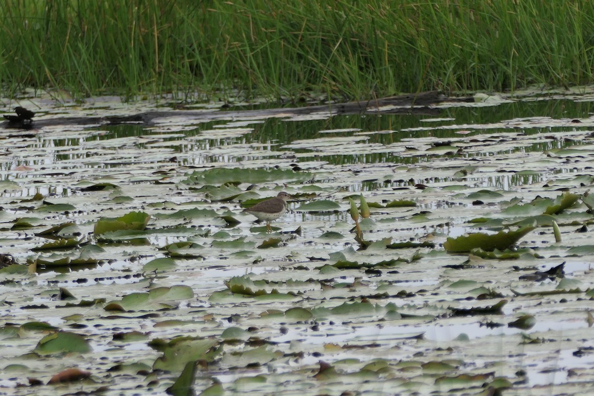 Spotted Sandpiper - ML610421095