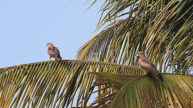 Black Kite - ML610421231