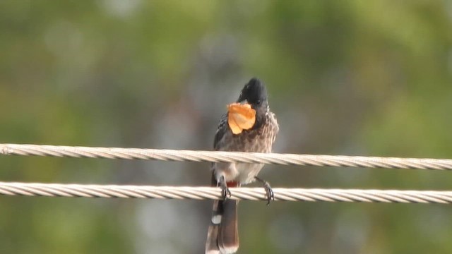 Red-vented Bulbul - ML610421240