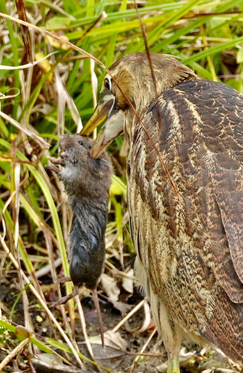 American Bittern - ML610421270