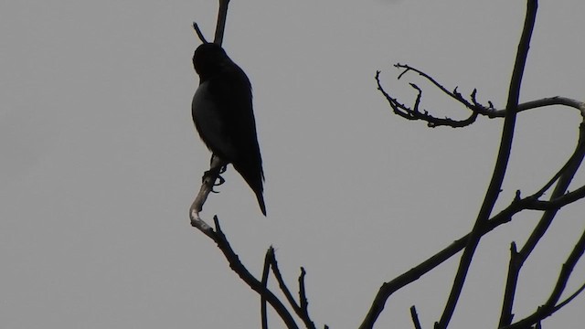 Tricolored Munia - ML610421313