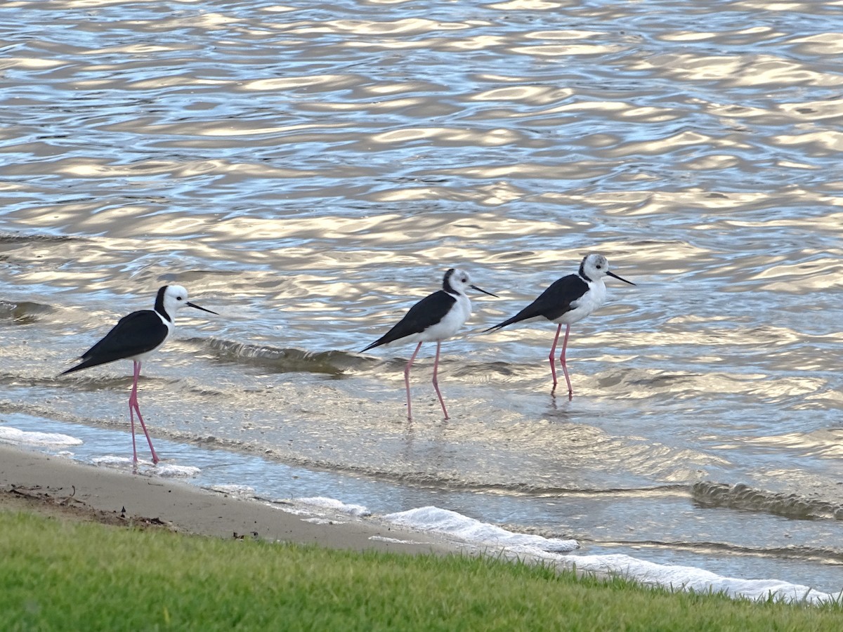 Pied Stilt - ML610421406