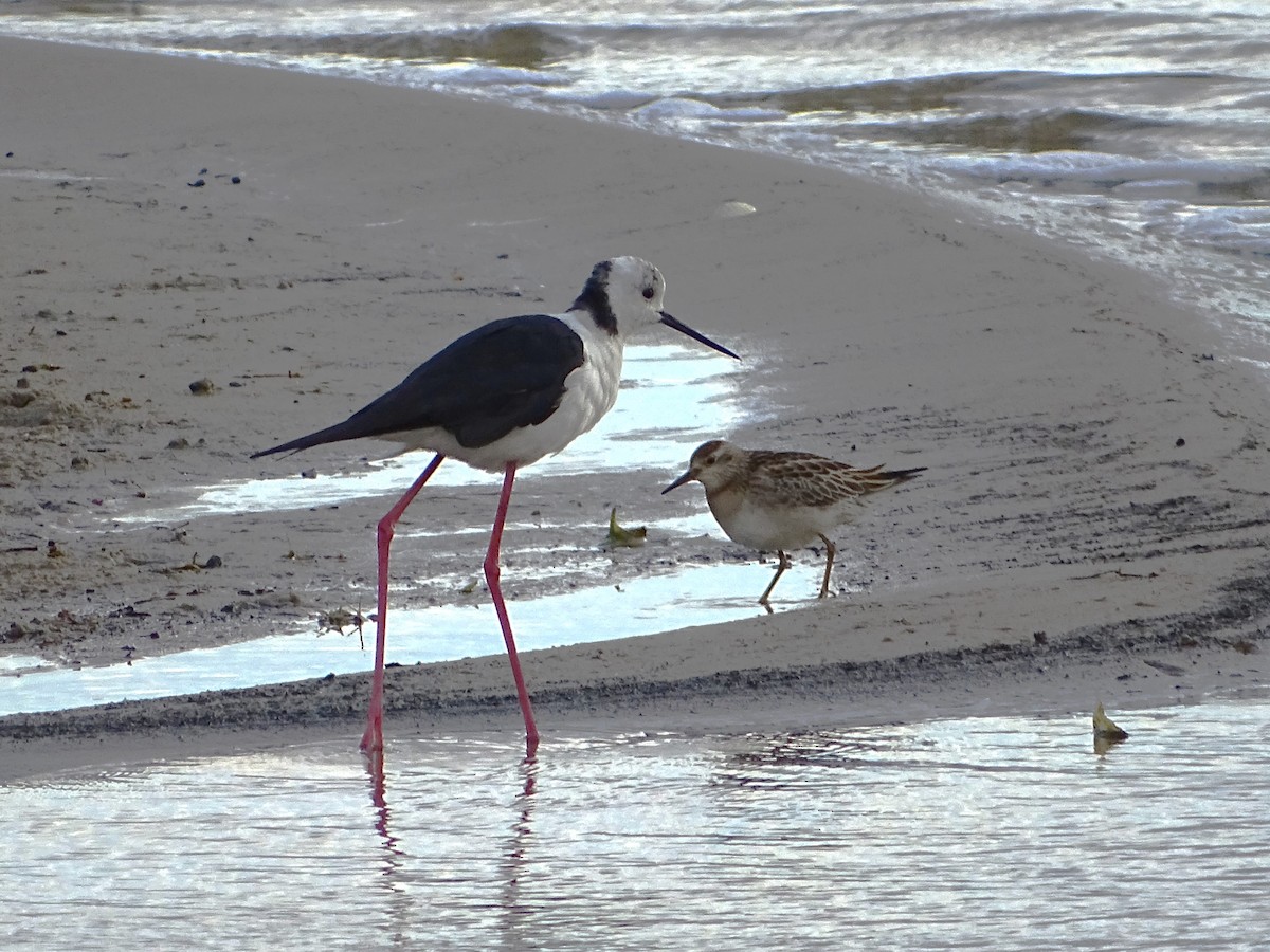 Pied Stilt - ML610421413