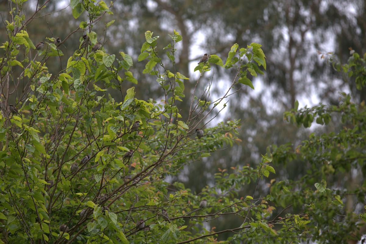 Moineau domestique - ML610421467