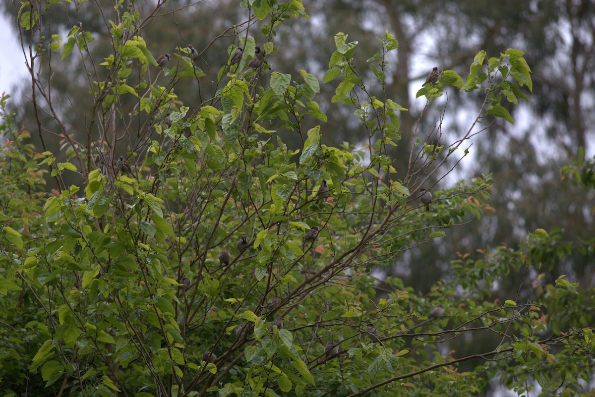 House Sparrow - Chandrika Khirani