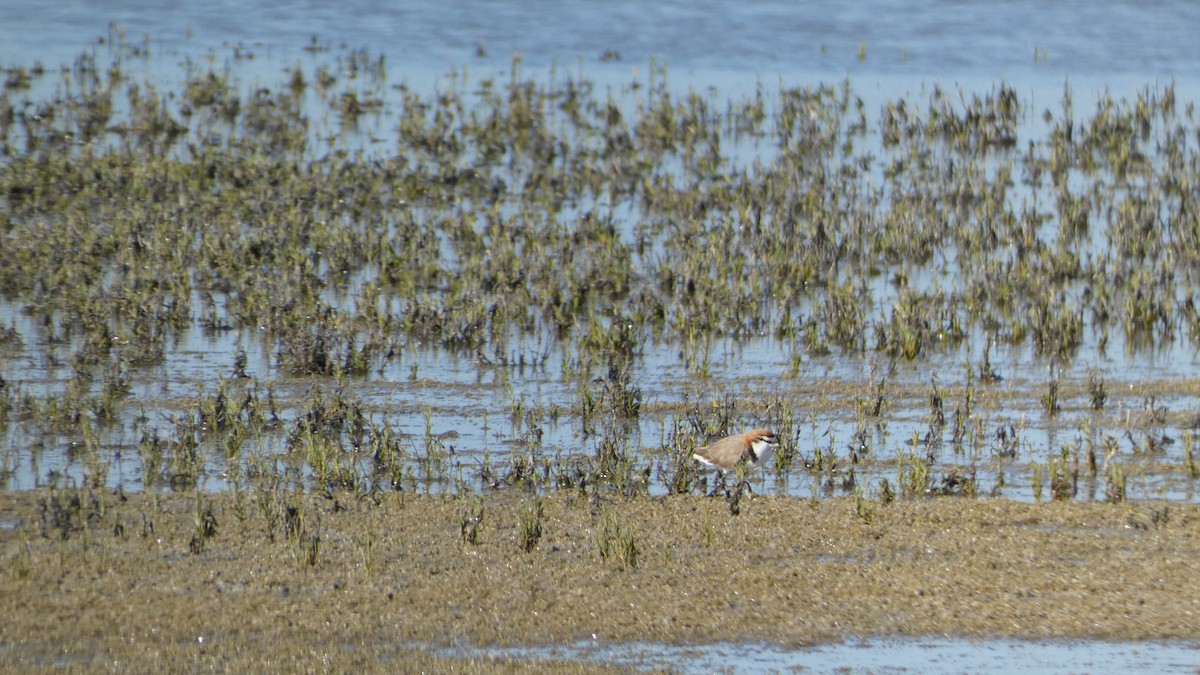 Red-capped Plover - ML610421519