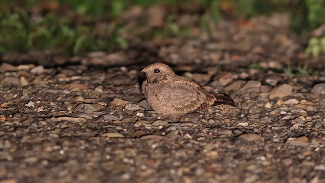 Savanna Nightjar - ML610421525