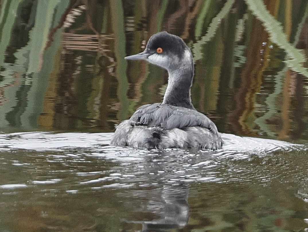 Eared Grebe - Mark Dennis