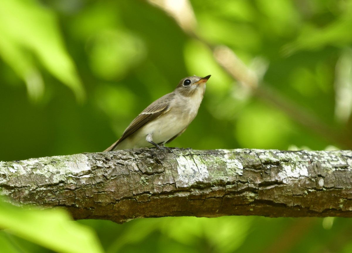 Asian Brown Flycatcher - WK Ng