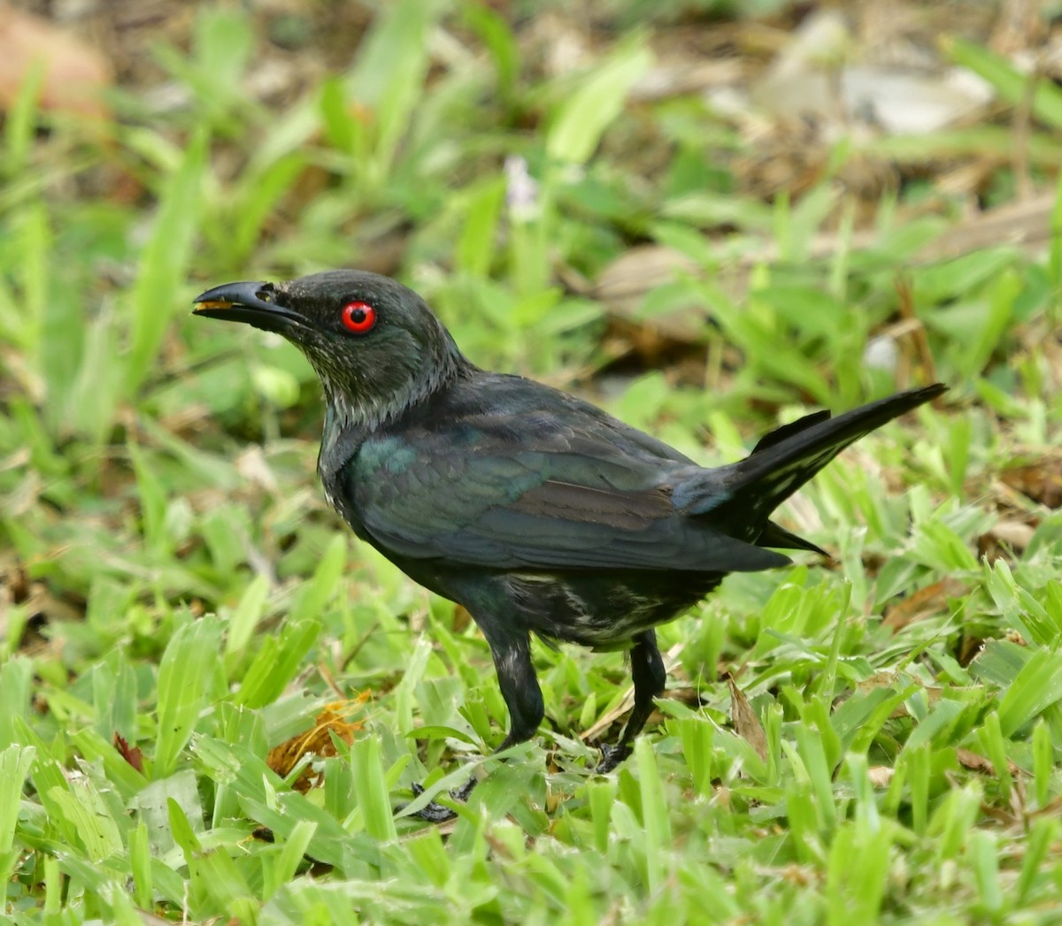 Asian Glossy Starling - WK Ng