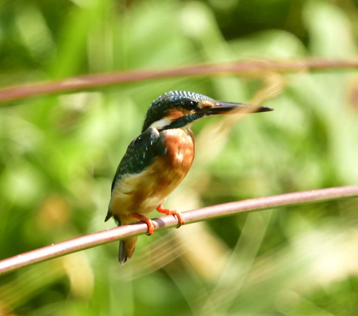 Common Kingfisher - WK Ng