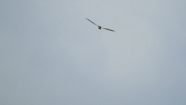 Pied Harrier - ML610421557