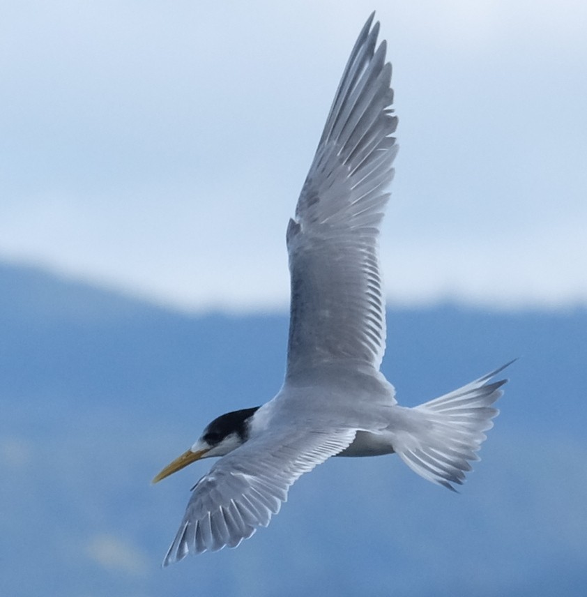 Great Crested Tern - ML610421560