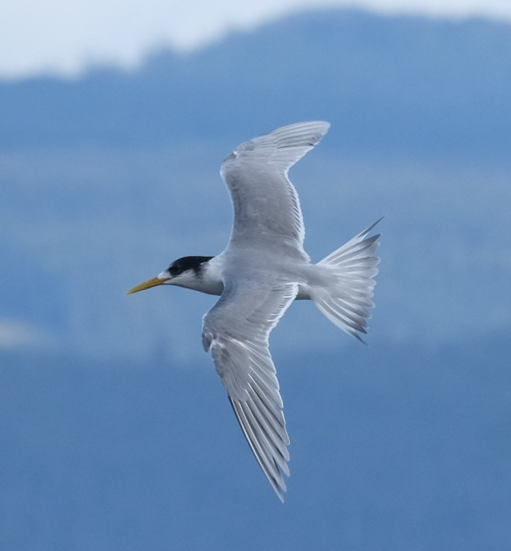 Great Crested Tern - ML610421561