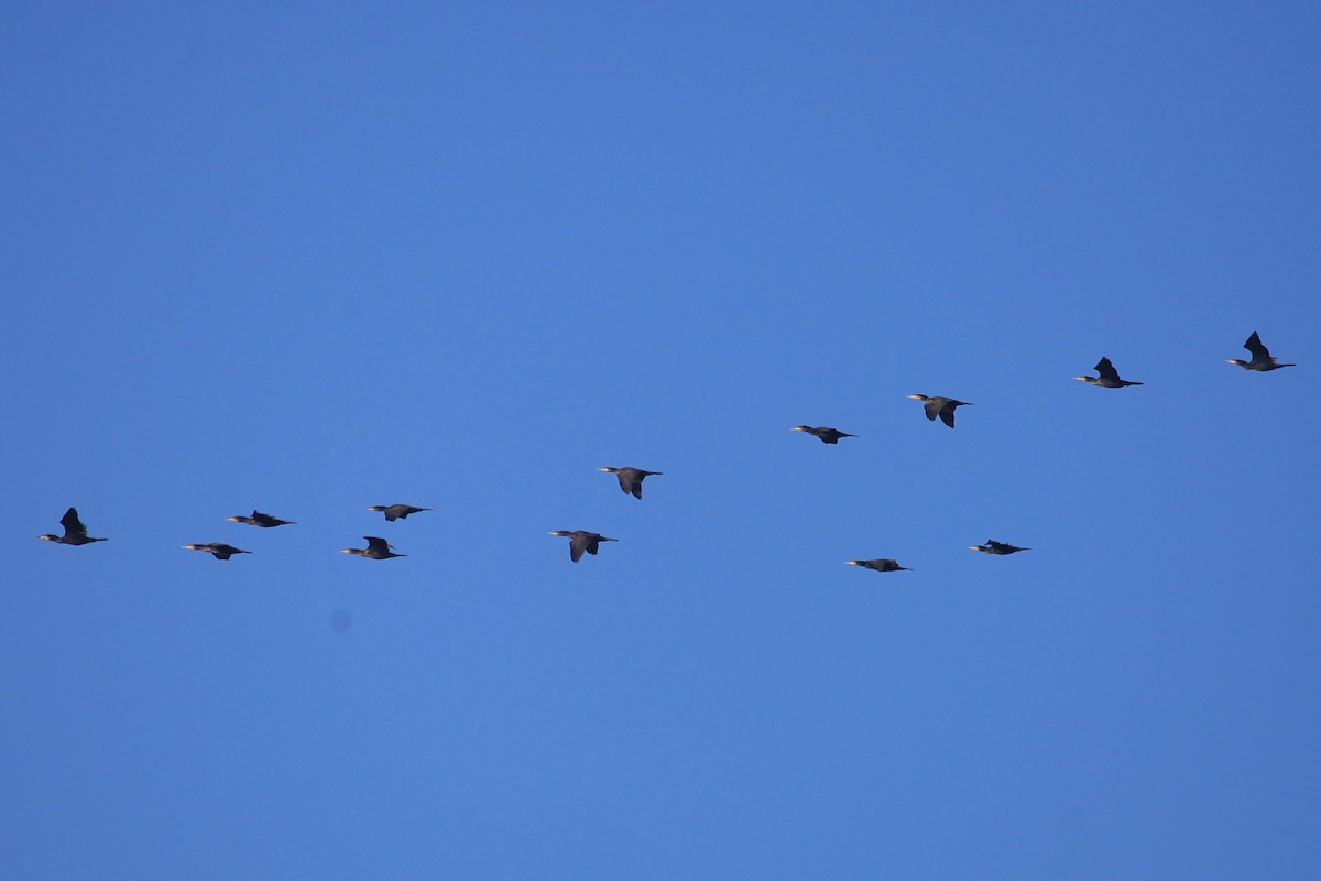 Great Cormorant (Australasian) - ML610421576