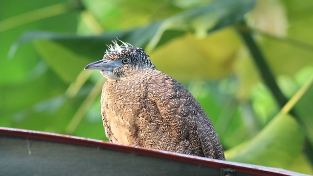 Malayan Night Heron - ML610421675