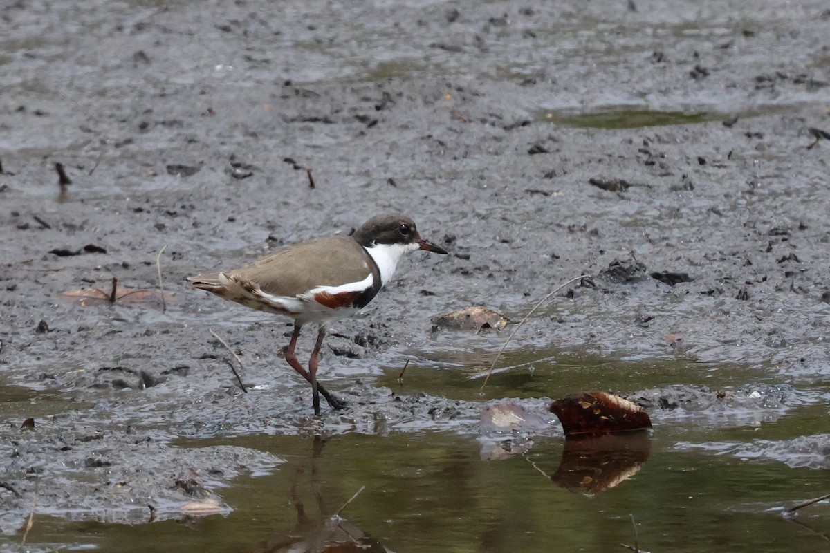 Red-kneed Dotterel - ML610421685