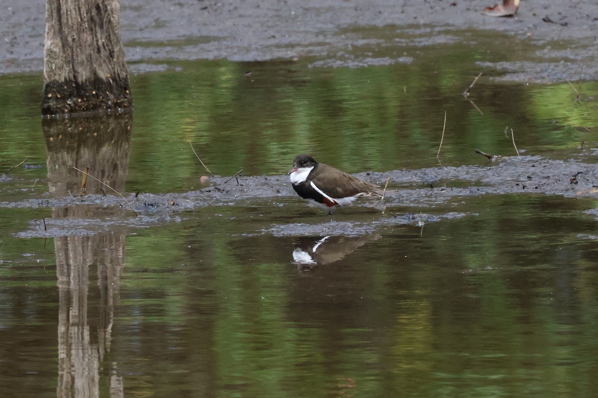 Red-kneed Dotterel - ML610421686