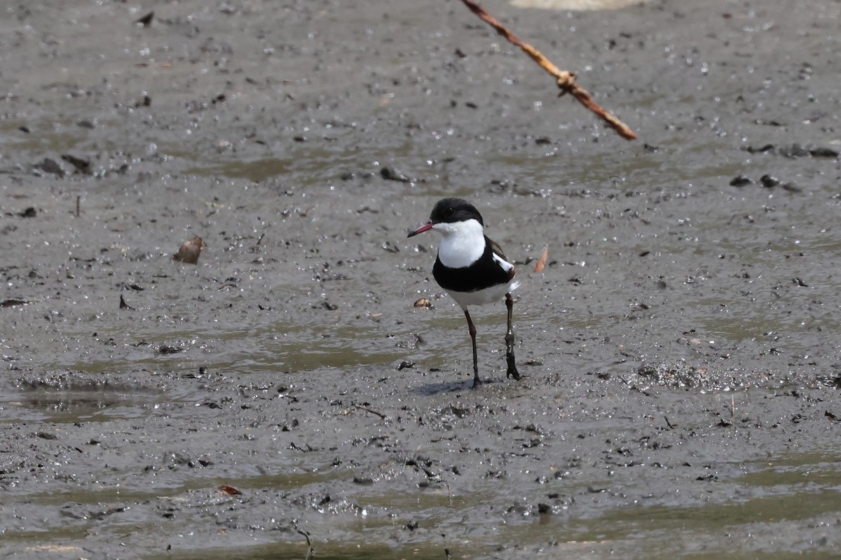 Red-kneed Dotterel - ML610421695
