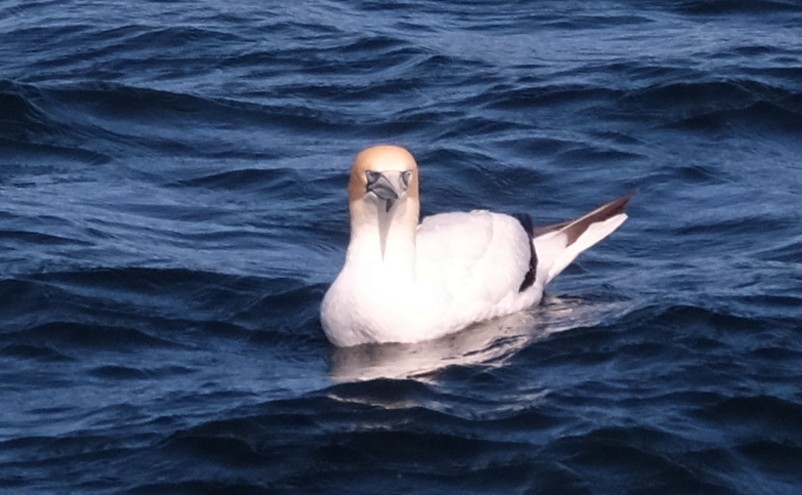 Australasian Gannet - ML610421697