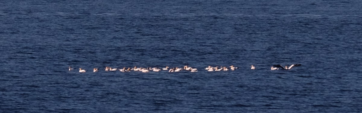 Australasian Gannet - Jade Segrave