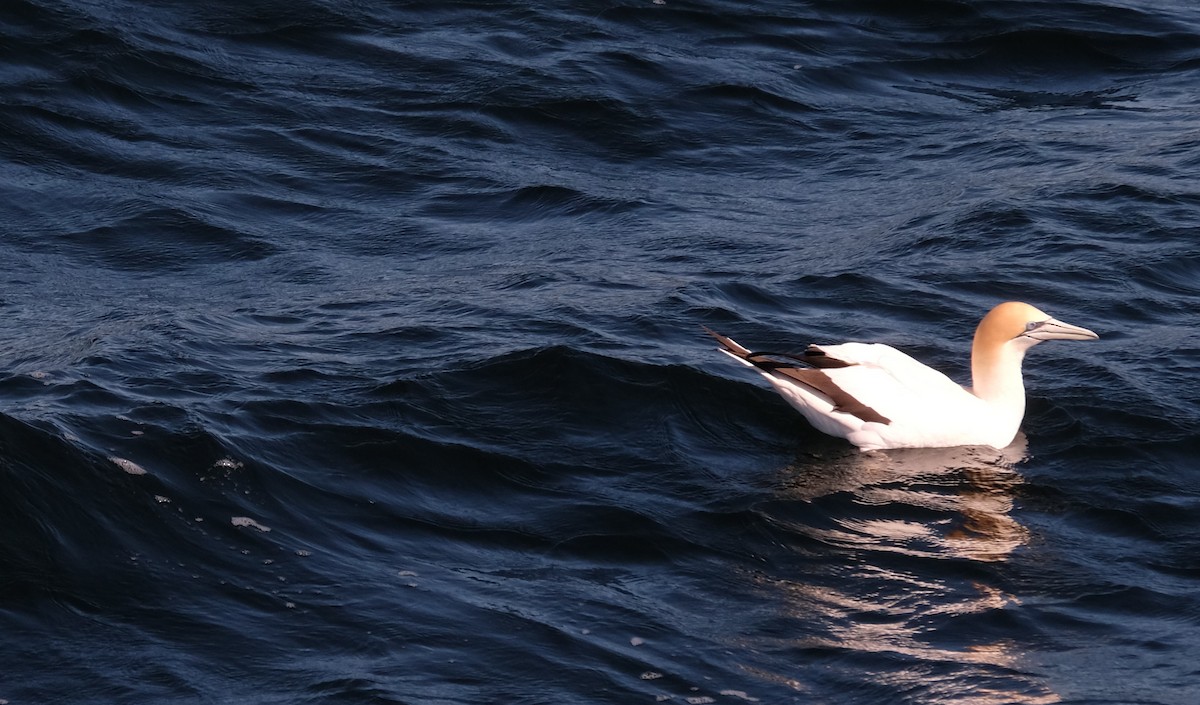 Australasian Gannet - ML610421699