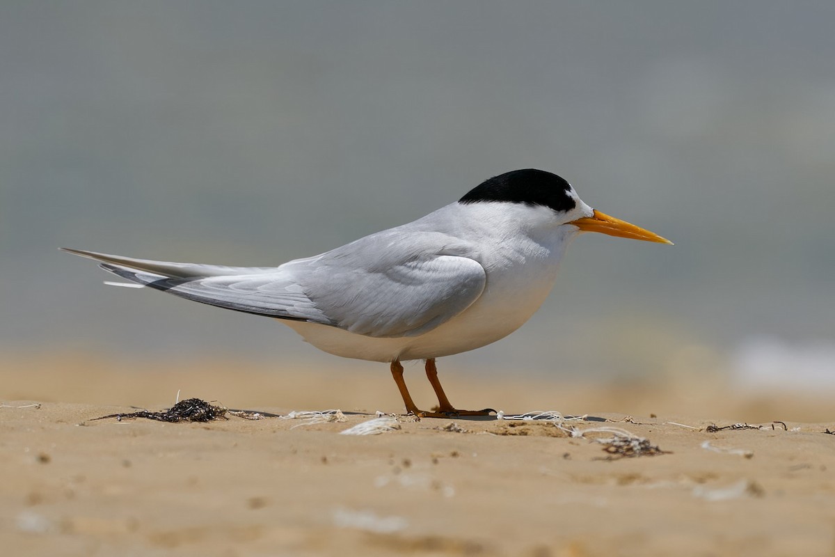 Australian Fairy Tern - ML610421716