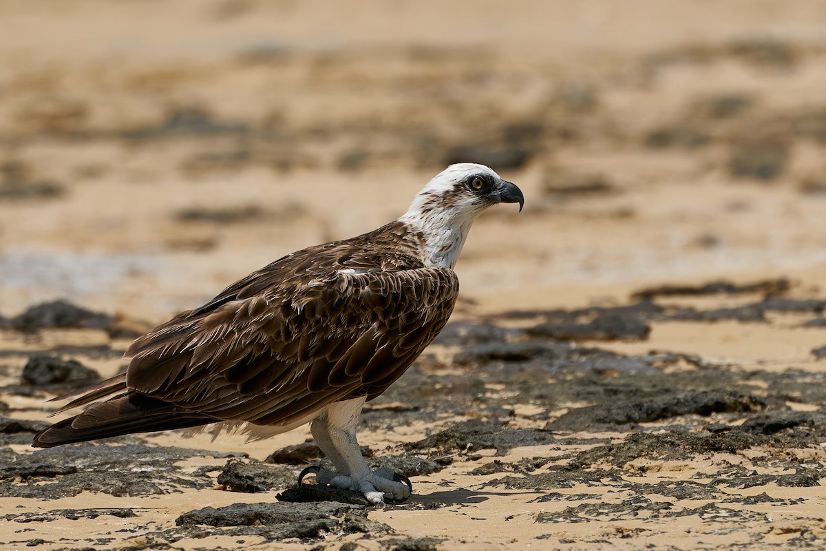 Águila Pescadora - ML610421717