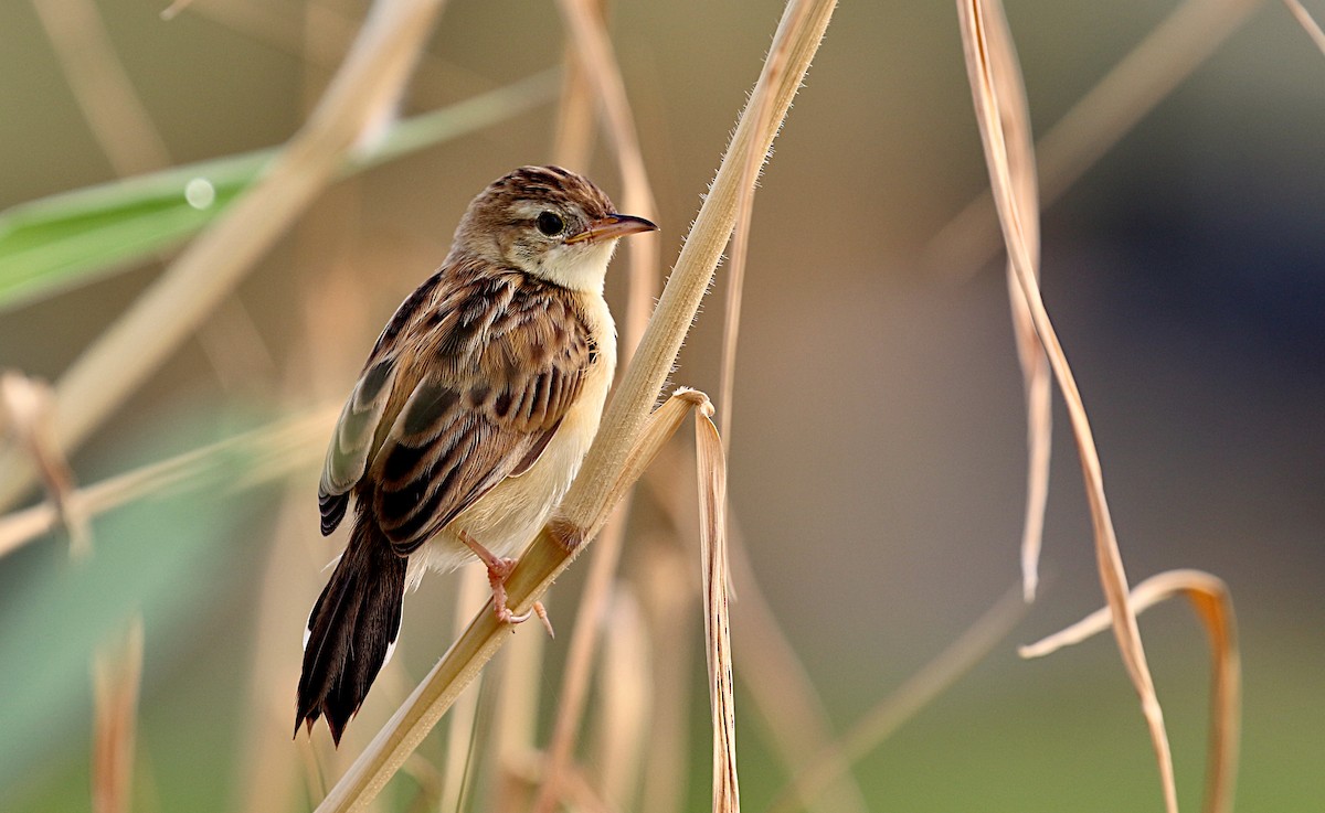 Zitting Cisticola - Peter Ericsson