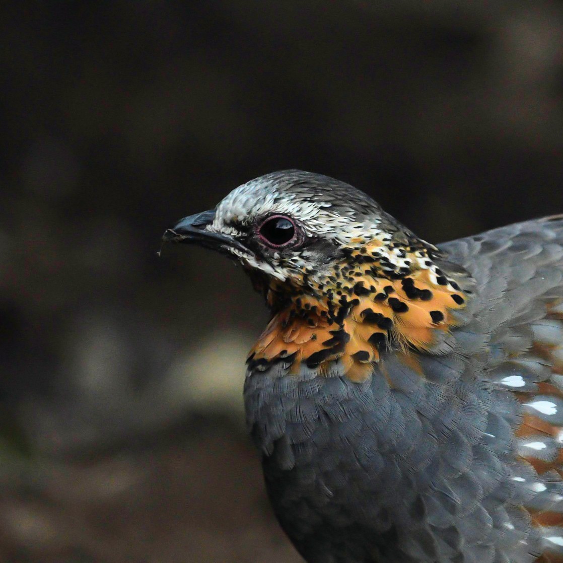 Rufous-throated Partridge - Shehnaz K A