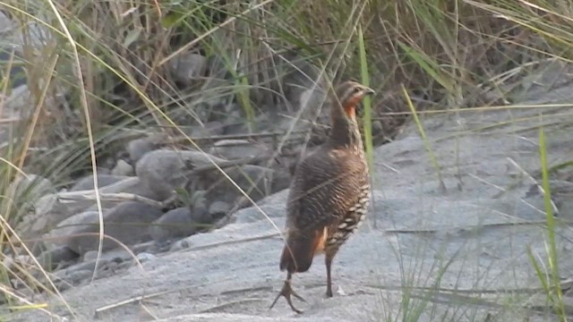 Francolin multiraie - ML610421905