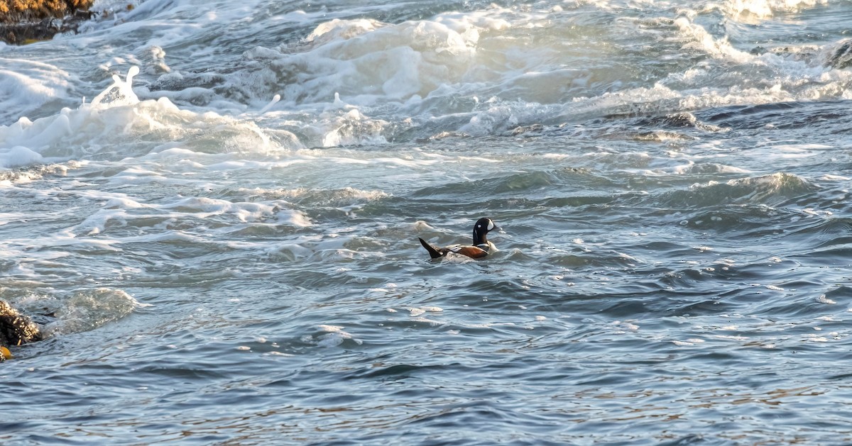 Harlequin Duck - ML610421931