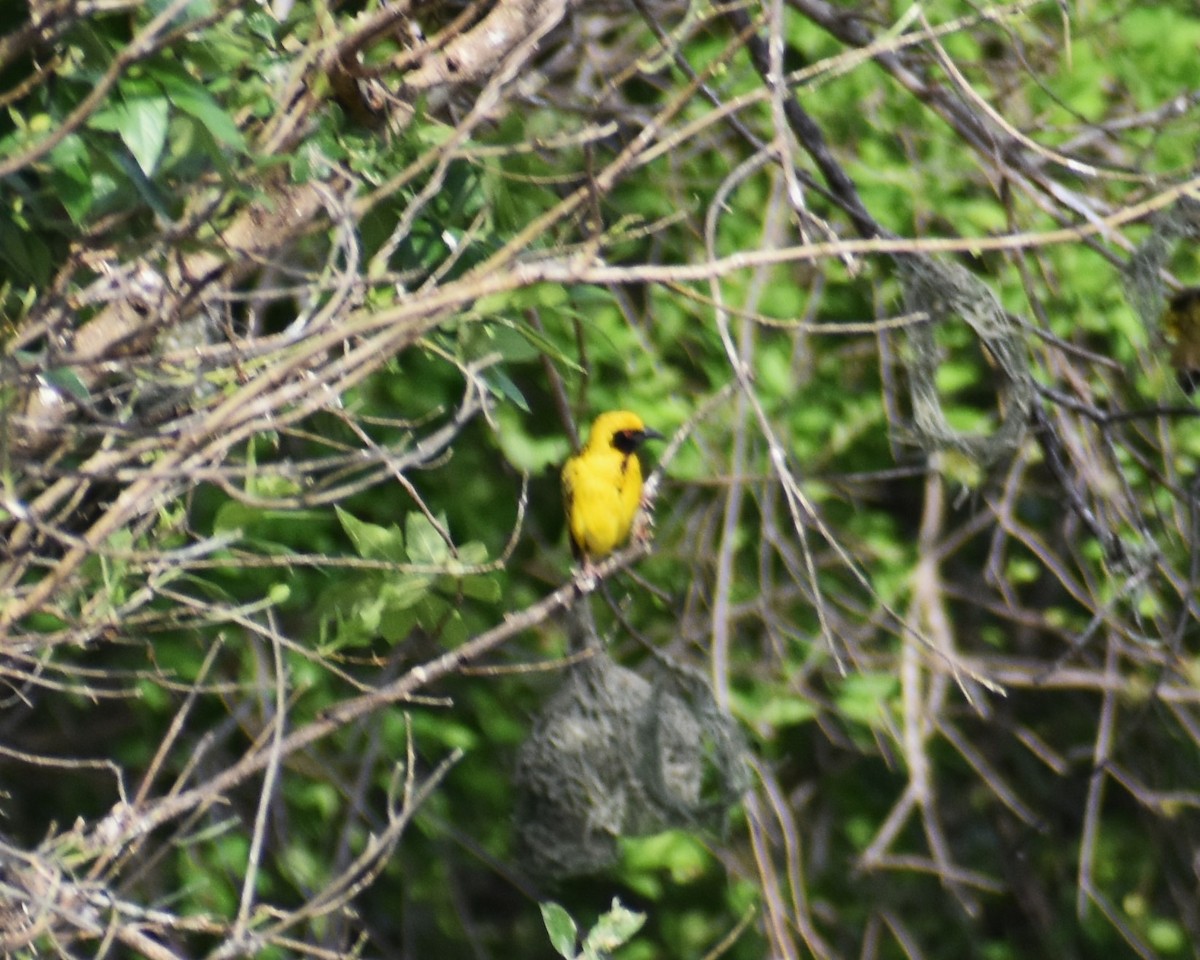 Village Weaver - ML610421945