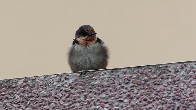 Pacific Swallow - ML610421963