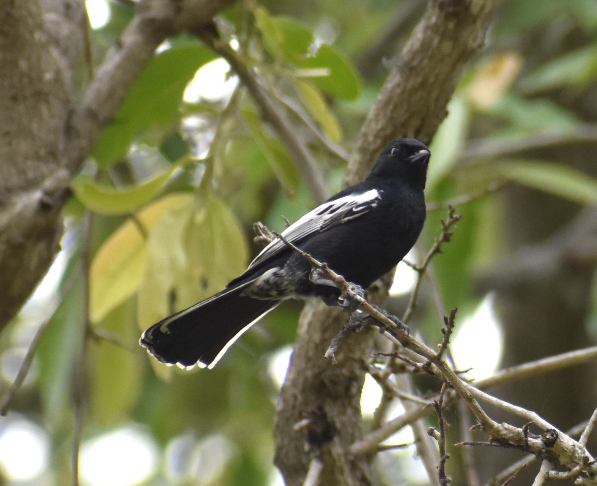 Mésange nègre - ML610422112