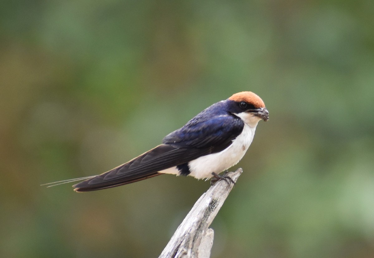 Hirondelle à longs brins - ML610422125