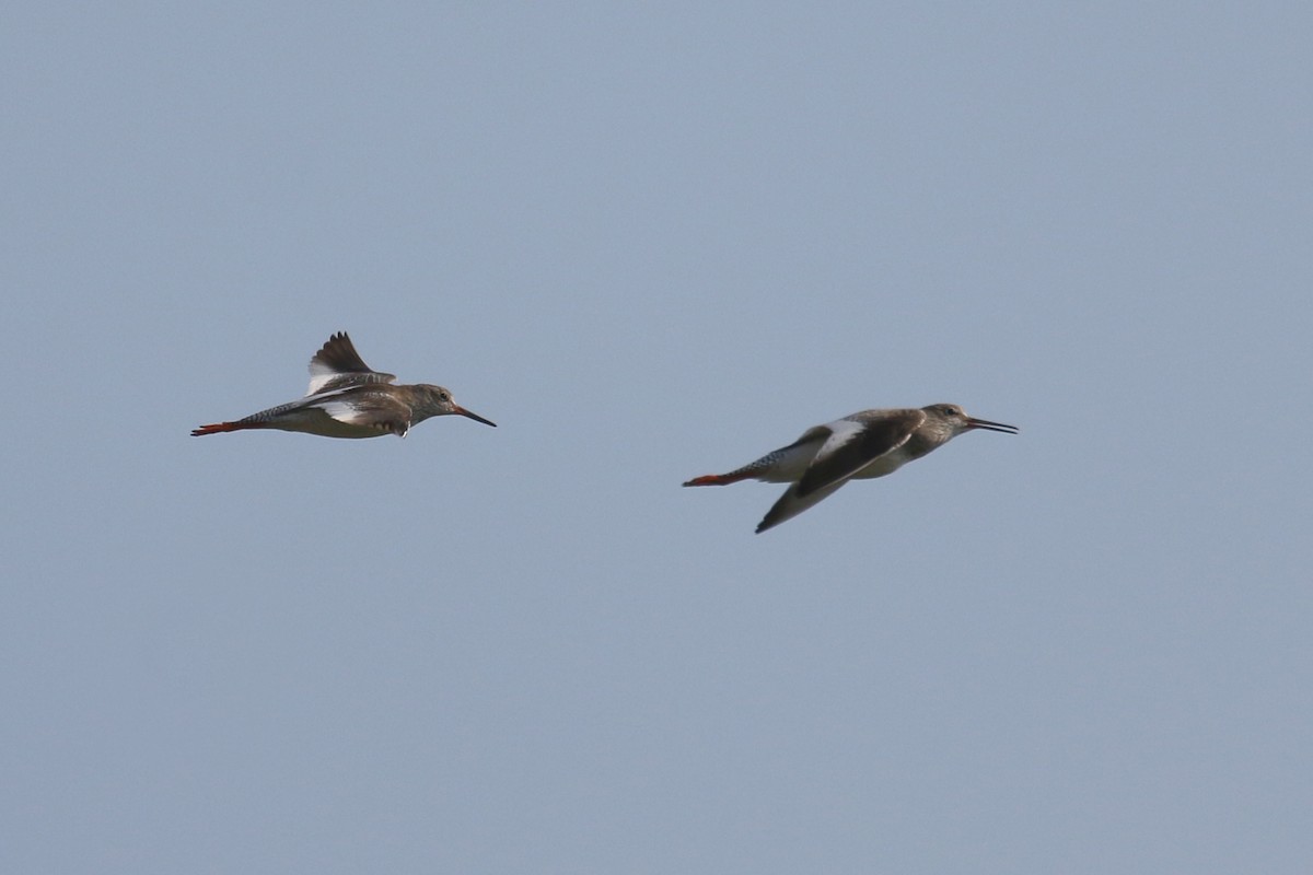 Common Redshank - ML610422160