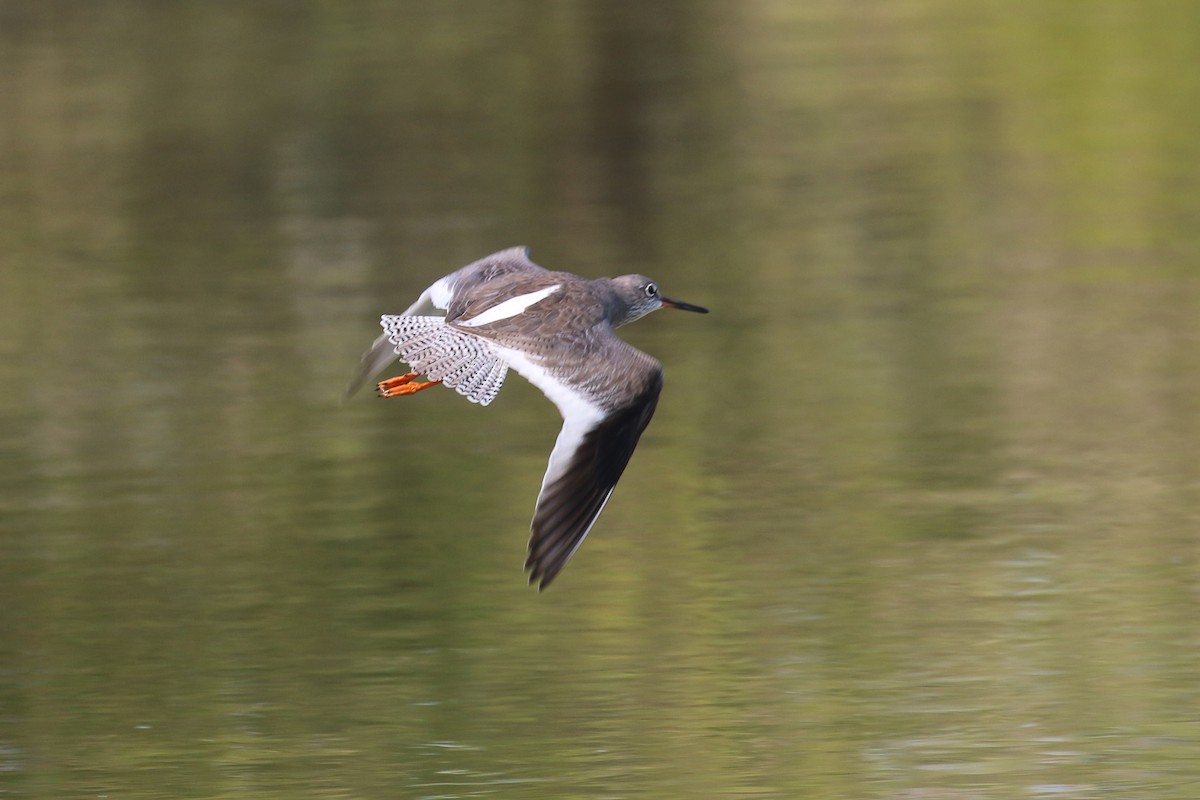 Common Redshank - ML610422164