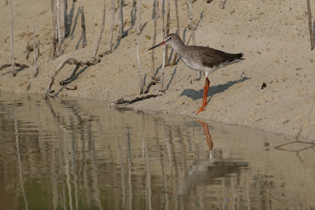 Common Redshank - ML610422165