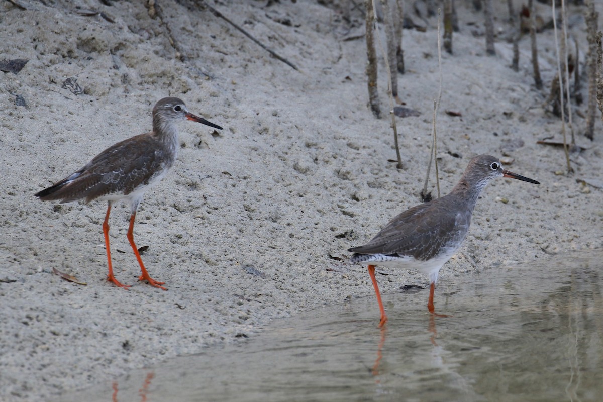 Common Redshank - ML610422167